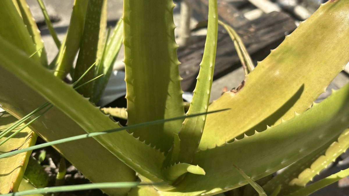 Aloe vera plant, the natural source of acetylated mannan (acemannan) — a Panacea Bio Chem polysaccharide review by Bogdan Dicoias