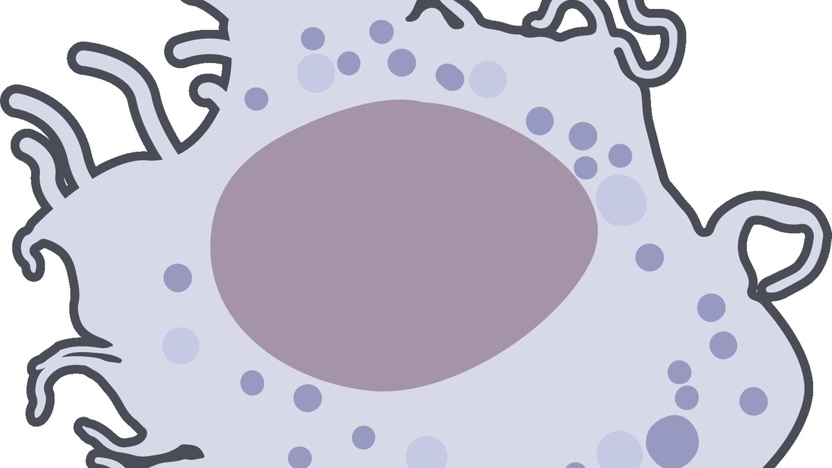 A macrophage immune cell — the principal target of acemannan's immunomodulatory action; a Panacea Bio Chem review by Bogdan Dicoias